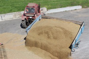 Ідзе разгрузка збожжа на зернетаку