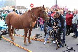 IMG_9647 (Копировать)