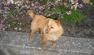 DSCN0546 (Копировать)