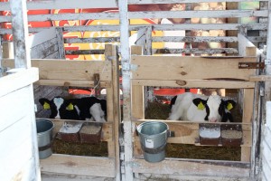 IMG_2774 (Копировать)