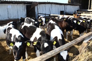 IMG_2777 (Копировать)