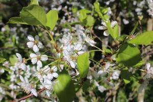 IMG_0774 (Копировать)