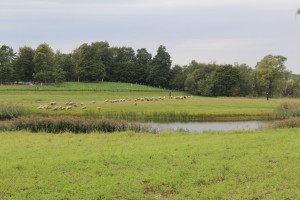 IMG_1129 (Копировать)