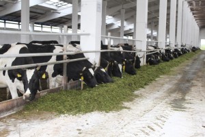 IMG_1135 (Копировать)