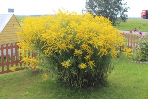 IMG_1143 (Копировать)